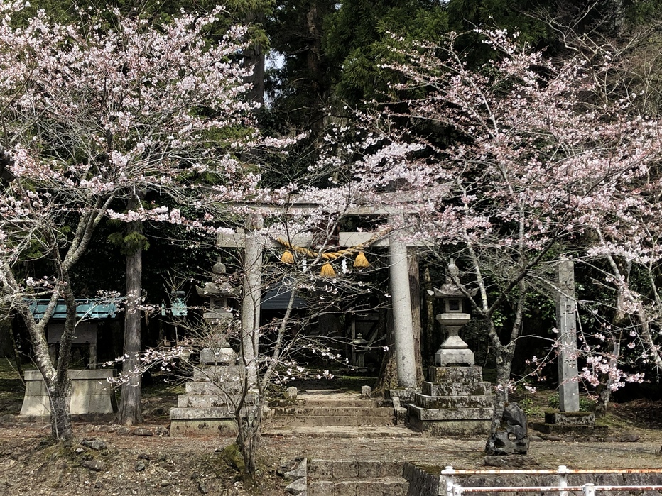 大見神社の桜（長浜市・大見集落）