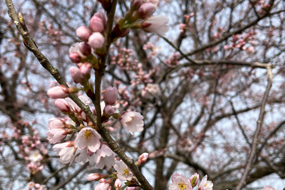滋賀県長浜市の桜開花をイカハッチンが勝手に報告