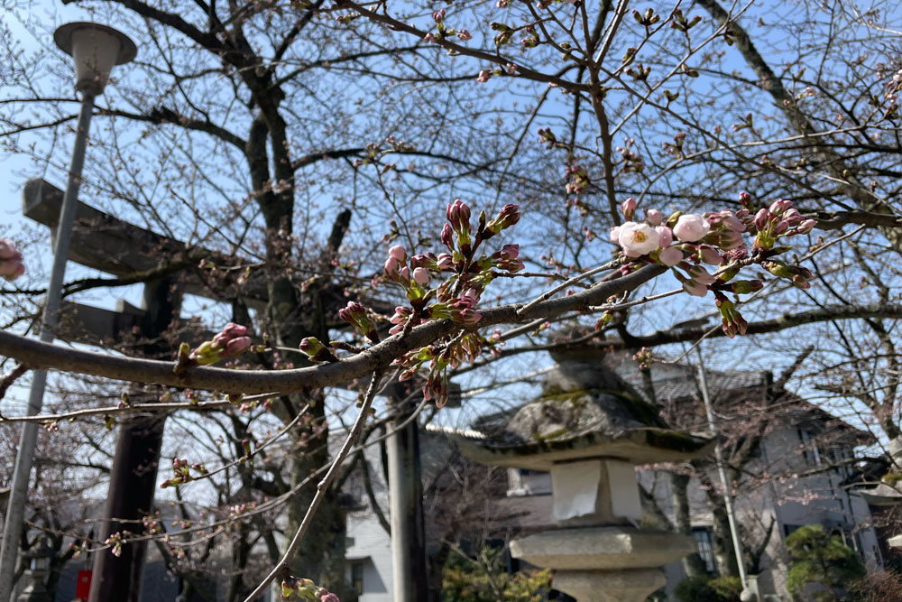 滋賀県長浜市の桜開花をイカハッチンが勝手に報告
