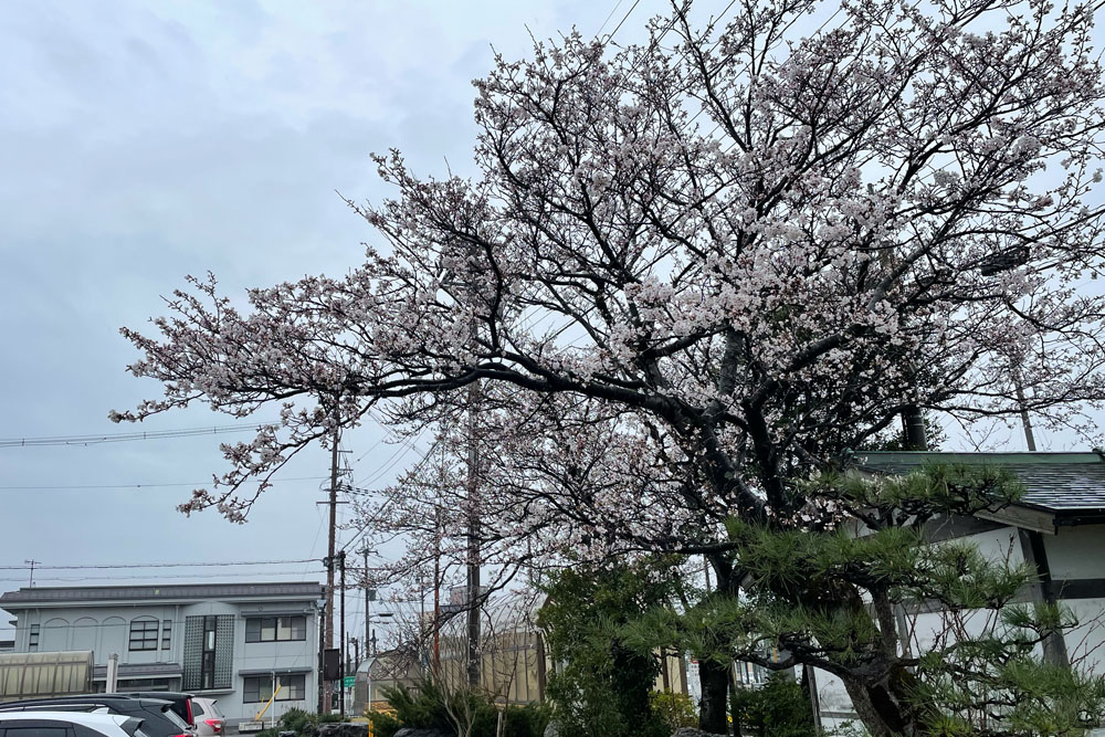 滋賀県長浜市の桜開花を勝手に報告