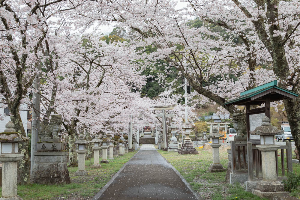 滋賀県長浜市木之本町あたりにいるイカハッチンたちからローカルな桜、お花見情報発信